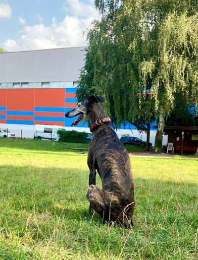 Hundetreffen-Windhund-Flitzetreff-Bild