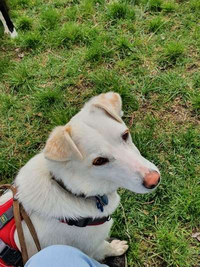 Auslandstierschutz-Beitrag-Bild