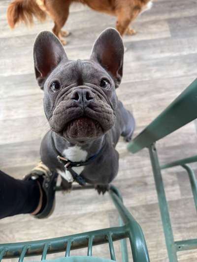 Hundetreffen-Gemeinsame Gassirunden mit Training-Bild