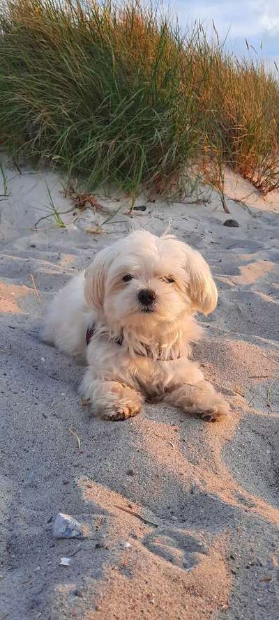 Malteser-Beitrag-Bild