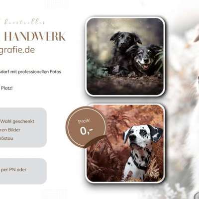 %{de_profession_title}-"Schnupper" Foto-Gassi-Bild