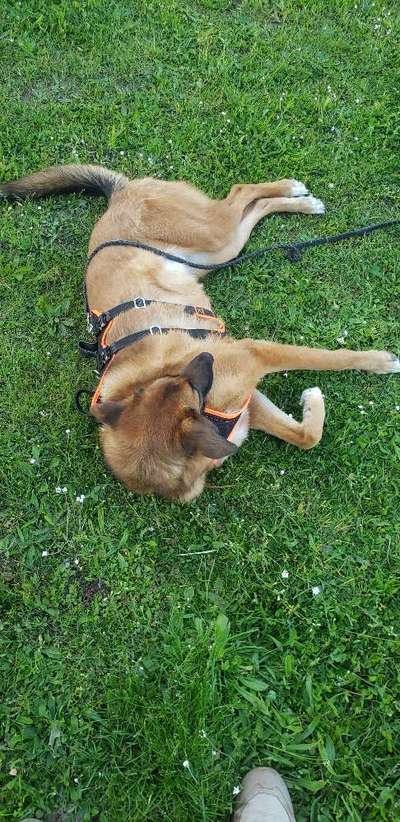 Die Dogorama Monats Challenge "Es grünt und blüht"-Beitrag-Bild