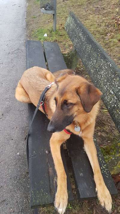 Welche Hunderasse-Beitrag-Bild