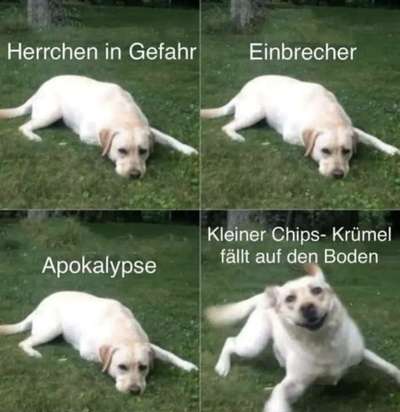 Hunde Memes-Beitrag-Bild
