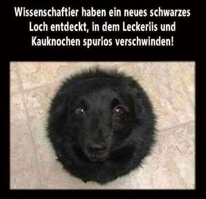 Hunde Memes-Beitrag-Bild