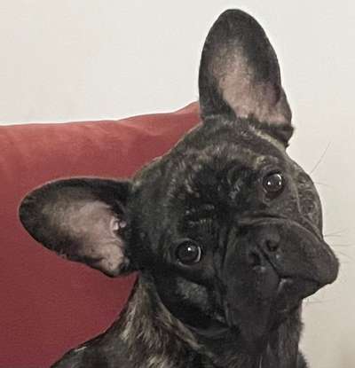 Hunde Porträt (Portrait) Galerie....-Beitrag-Bild