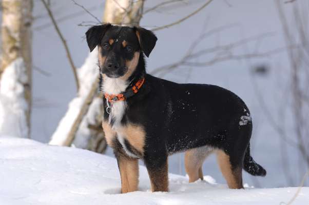 Unsere Fellnasen im Regenbogenland-Beitrag-Bild