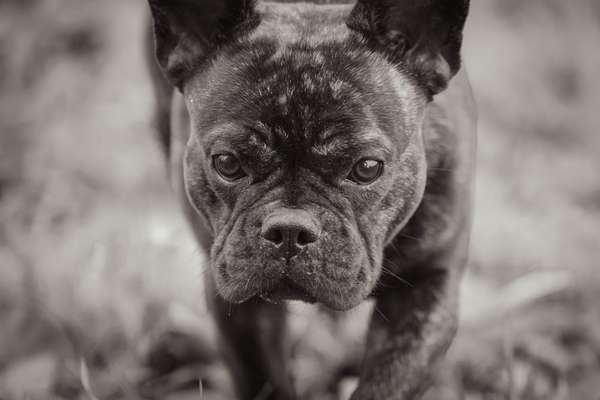 Hunde Porträt (Portrait) Galerie....-Beitrag-Bild