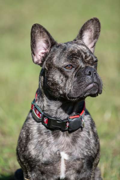 Hunde Porträt (Portrait) Galerie....-Beitrag-Bild