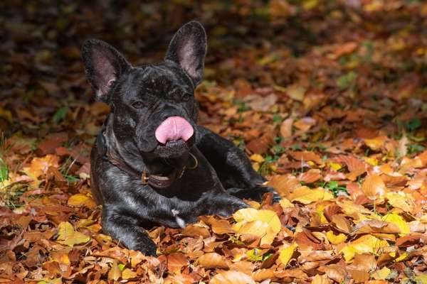 Tongue Out Tuesday-Beitrag-Bild