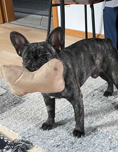 Zeige deinen Schatz mit seinem Lieblingsspielzeug.-Beitrag-Bild