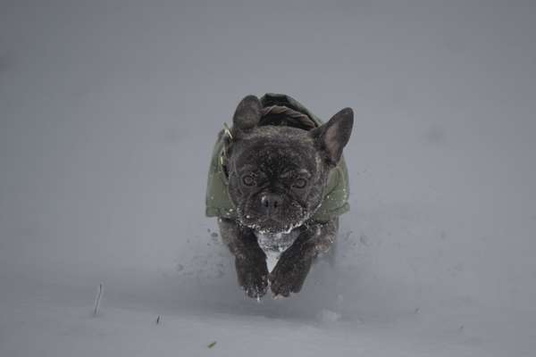 Dogorama Photo Challenge - Winterstimmung-Beitrag-Bild