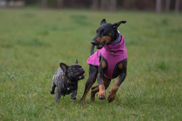 Dogorama Photo Challenge - Winterstimmung-Beitrag-Bild