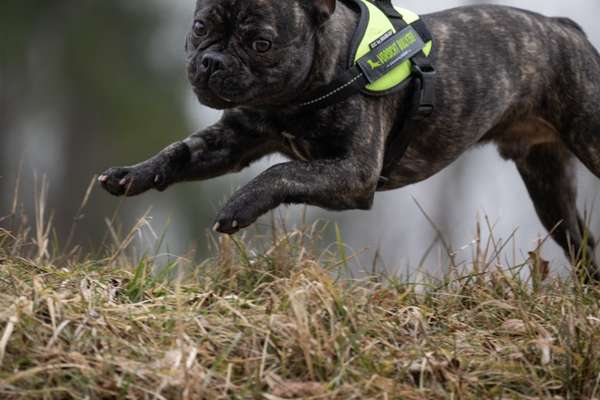 61. Handyfotochallenge - der springende Hund-Beitrag-Bild