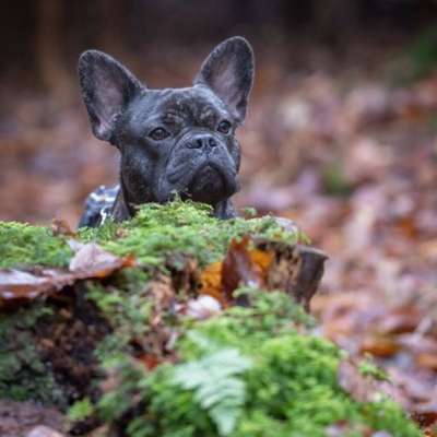 Hundetreffen-Spaziergänge, Spielen und Toben und gerne auch Trainieren-Bild