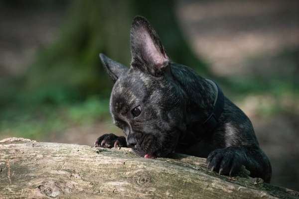 Handy Foto Challenge Nr. 49: Mein Freund der Baum-Beitrag-Bild