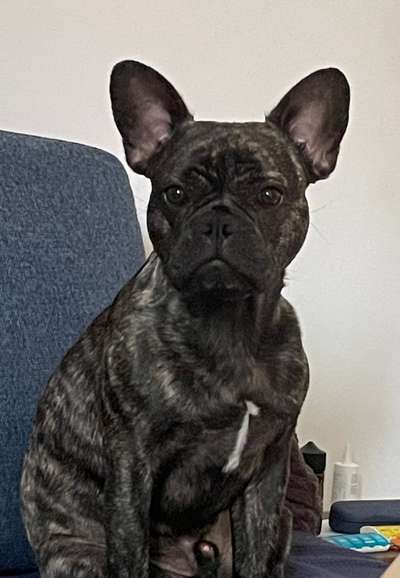 Französische Bulldoggen-Beitrag-Bild