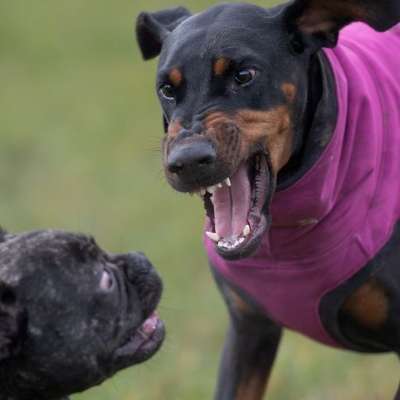 Dogorama Photo Challenge - Spielgesicht-Beitrag-Bild