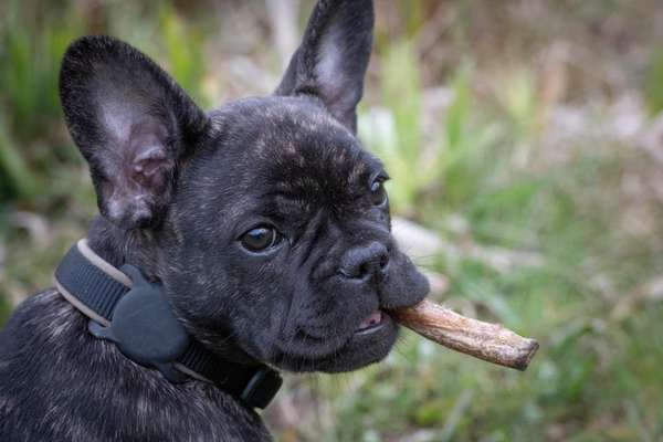 Hunde Porträt (Portrait) Galerie....-Beitrag-Bild