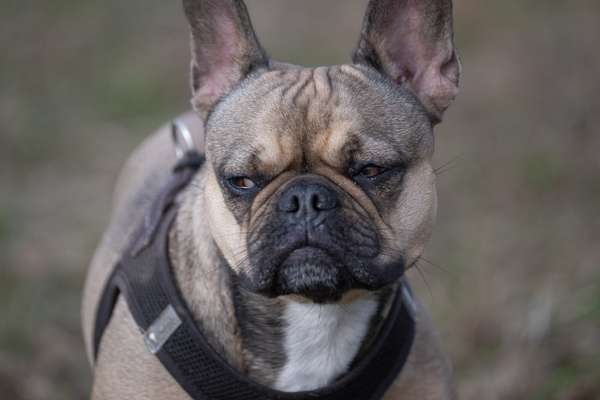 Dogorama Photo Challenge- genervter Blick-Beitrag-Bild