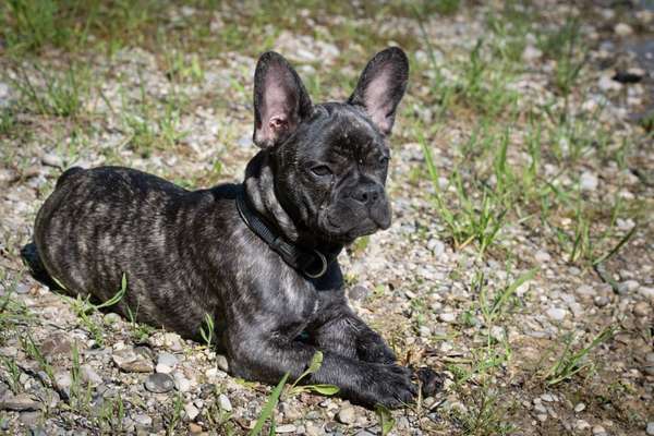 36. Handy Foto Challenge - Sonnenanbeter-Beitrag-Bild