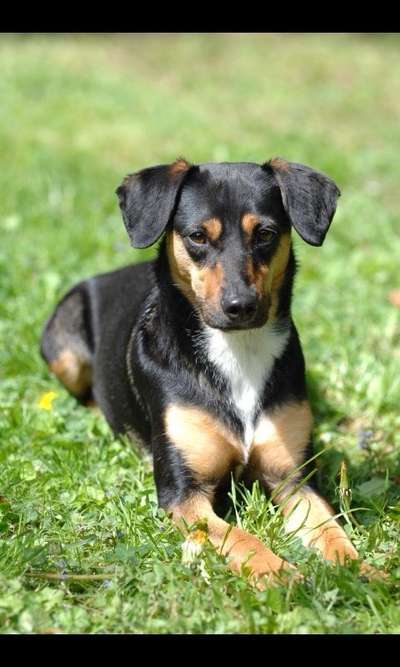Unsere Fellnasen im Regenbogenland-Beitrag-Bild