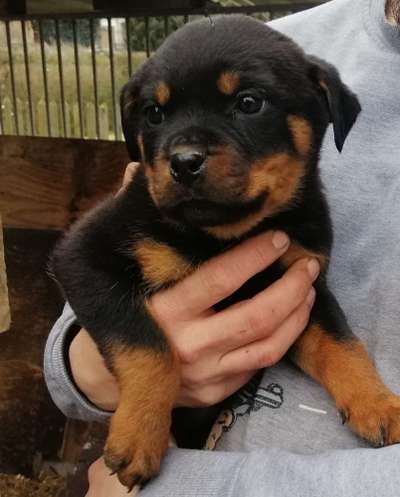 Rottweiler Fans-Beitrag-Bild