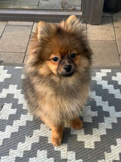 Hundetreffen-Ich brauche einen Gassikumpel-Bild