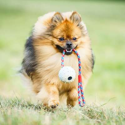 Hundetreffen-Ich brauche einen Gassikumpel-Bild