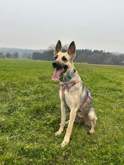 Wo sind die Osteuropäischen Schäferhunde-Beitrag-Bild