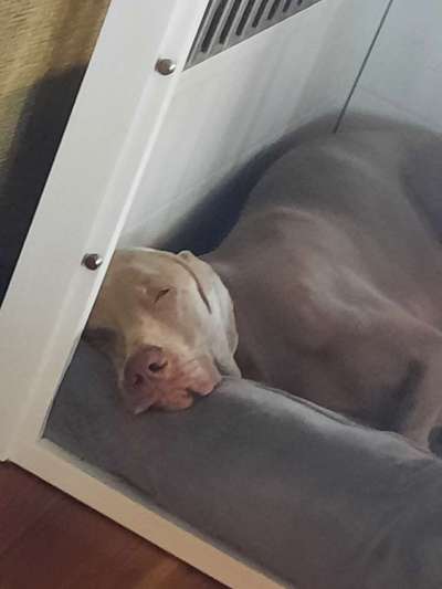 Den richtigen Hundesport für Jagdhundmischling-Beitrag-Bild