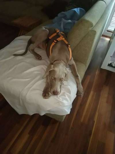 Welpen Bilder !-Beitrag-Bild