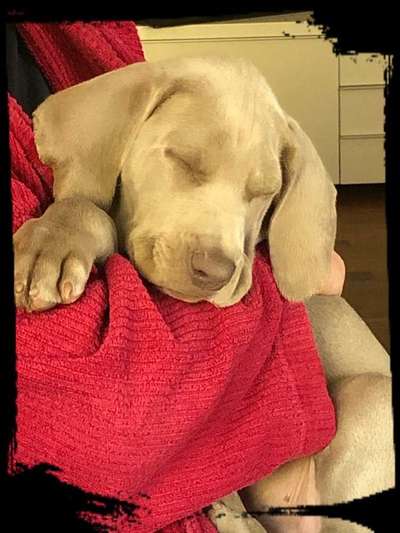 Welpen Bilder !-Beitrag-Bild