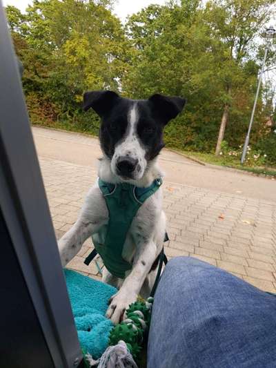 Mischlingshunde Foto Aufruf-Beitrag-Bild