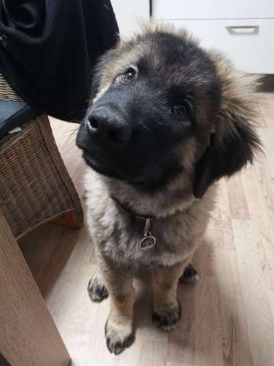 Welpen Bilder !-Beitrag-Bild