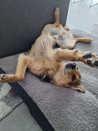 Die Dogorama Wochen Challenge-Beitrag-Bild