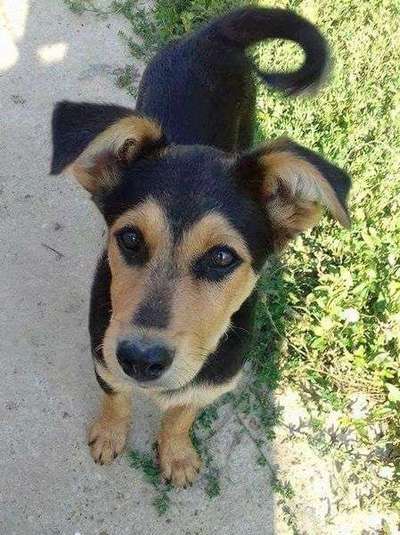 Welpen Bilder !-Beitrag-Bild