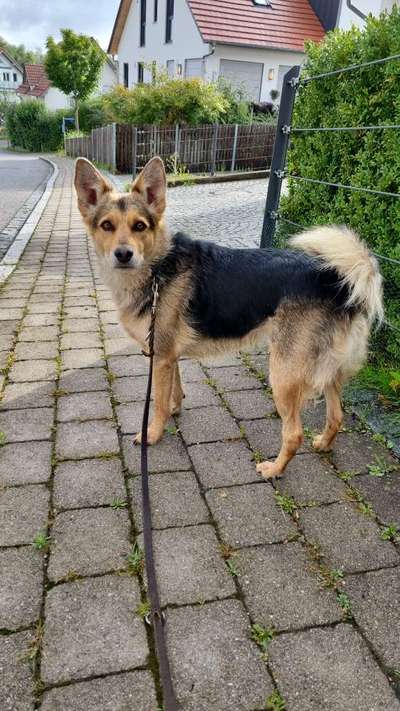 Mischlingshunde Foto Aufruf-Beitrag-Bild