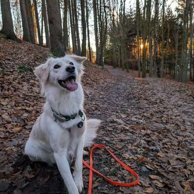 Hundetreffen-Hundetreffen ohne Leine gesucht 🐶🌳🌞-Bild