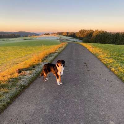 Hundetreffen-Spieletreffen oder Gassirunde in Erftstadt-Bild