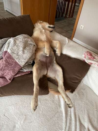 Wo sind die Golden Retriever Liebhaber?-Beitrag-Bild