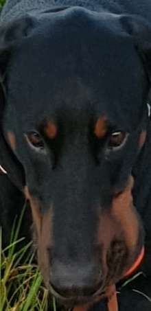 Wo sind die Dobis?-Beitrag-Bild