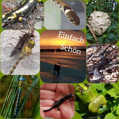 Die wunderschöne Welt mit Hund.-Beitrag-Bild