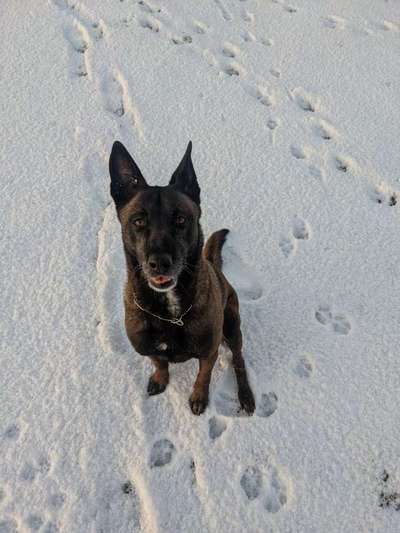 Hundeschulen-Hundeschule Hundehof Meiko-Bild