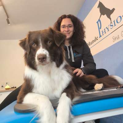 Giftköder-Hundephysiotherapie-Behandlung-Bild