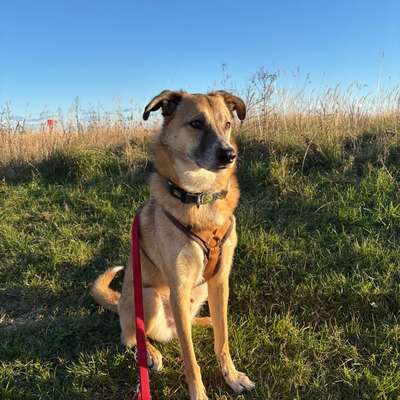 Hundetreffen-Abendliche Gassi Runde-Bild