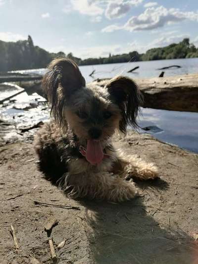 Fotochallenge Nr. 59 - Mein Hund zeigt die Zunge-Beitrag-Bild