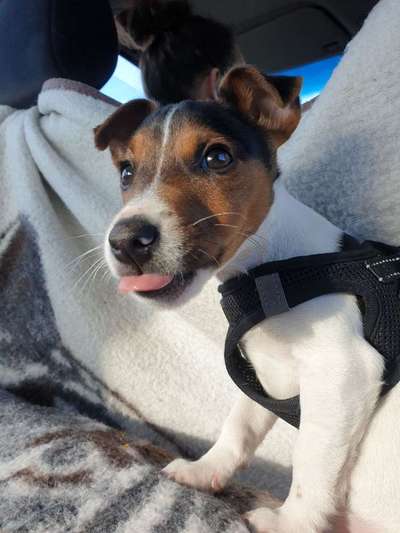 Welpen Bilder !-Beitrag-Bild