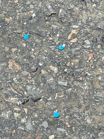 Giftköder-Kleine blaue Tabletten auf Weg & Wiese-Bild