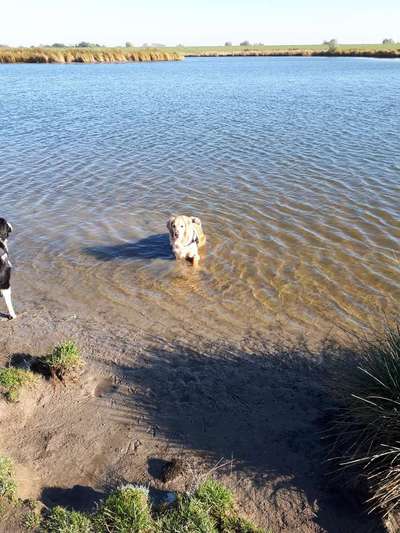 Wo sind die Golden Retriever Liebhaber?-Beitrag-Bild